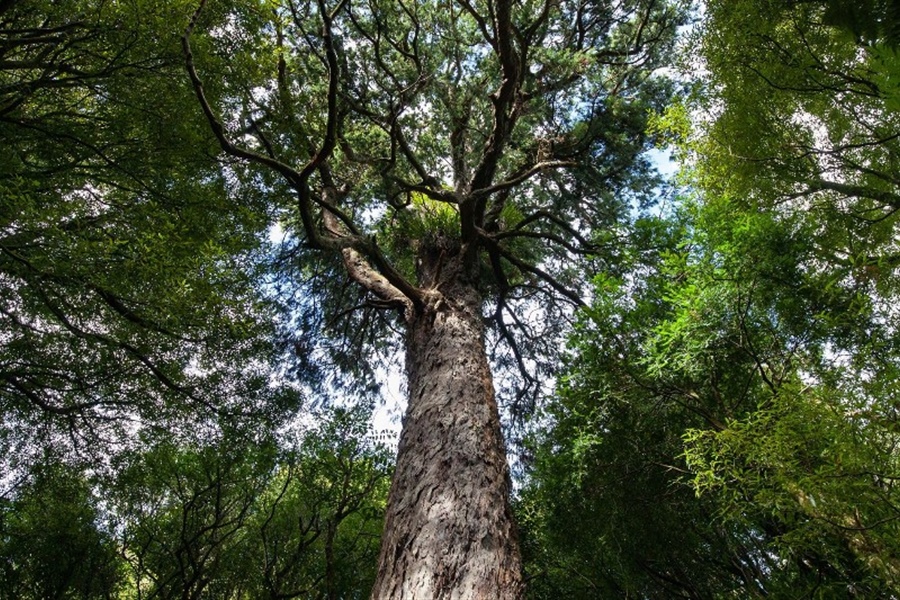 Pūkaha National Wildlife Centre