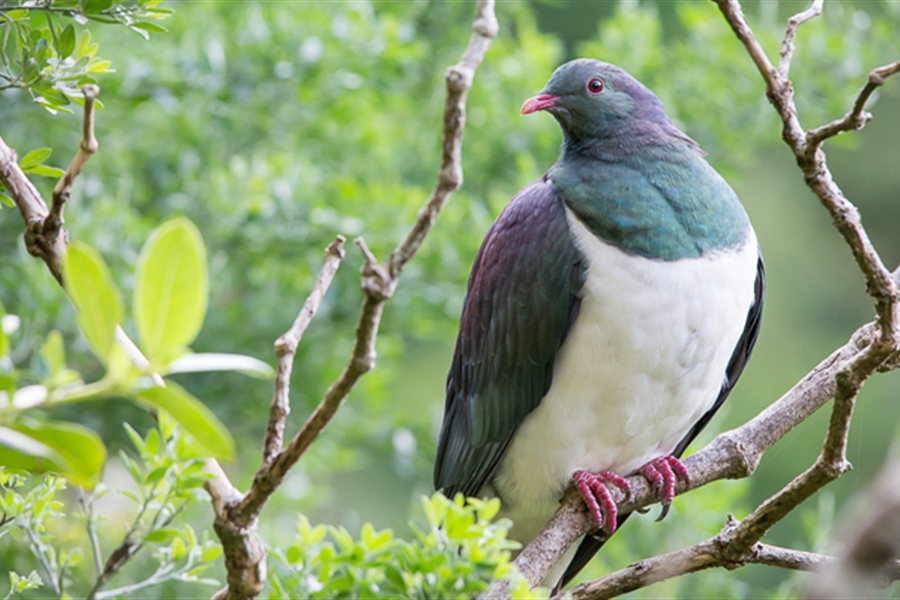 Zealandia Te Māra a Tāne